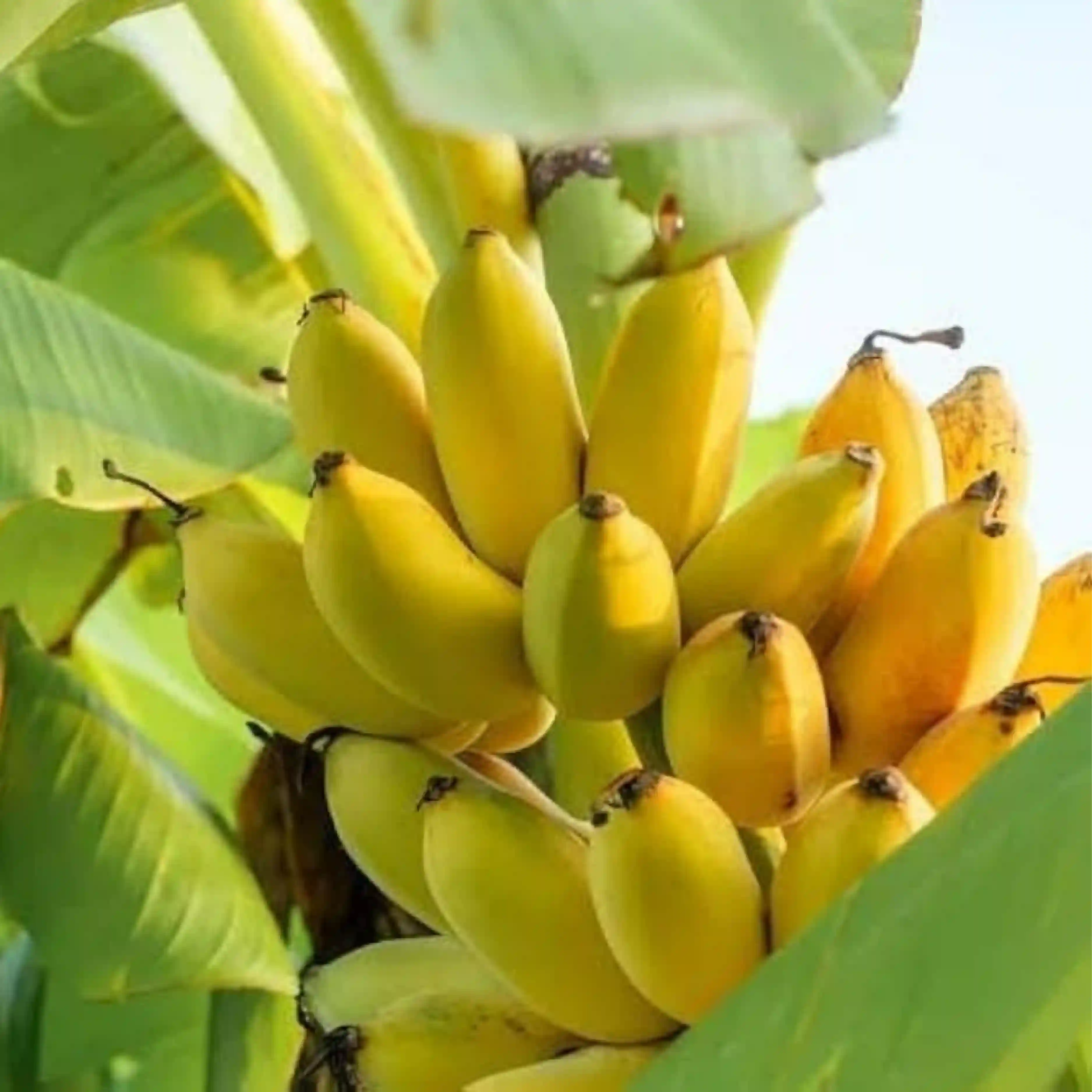 Banana Elaichi Plant